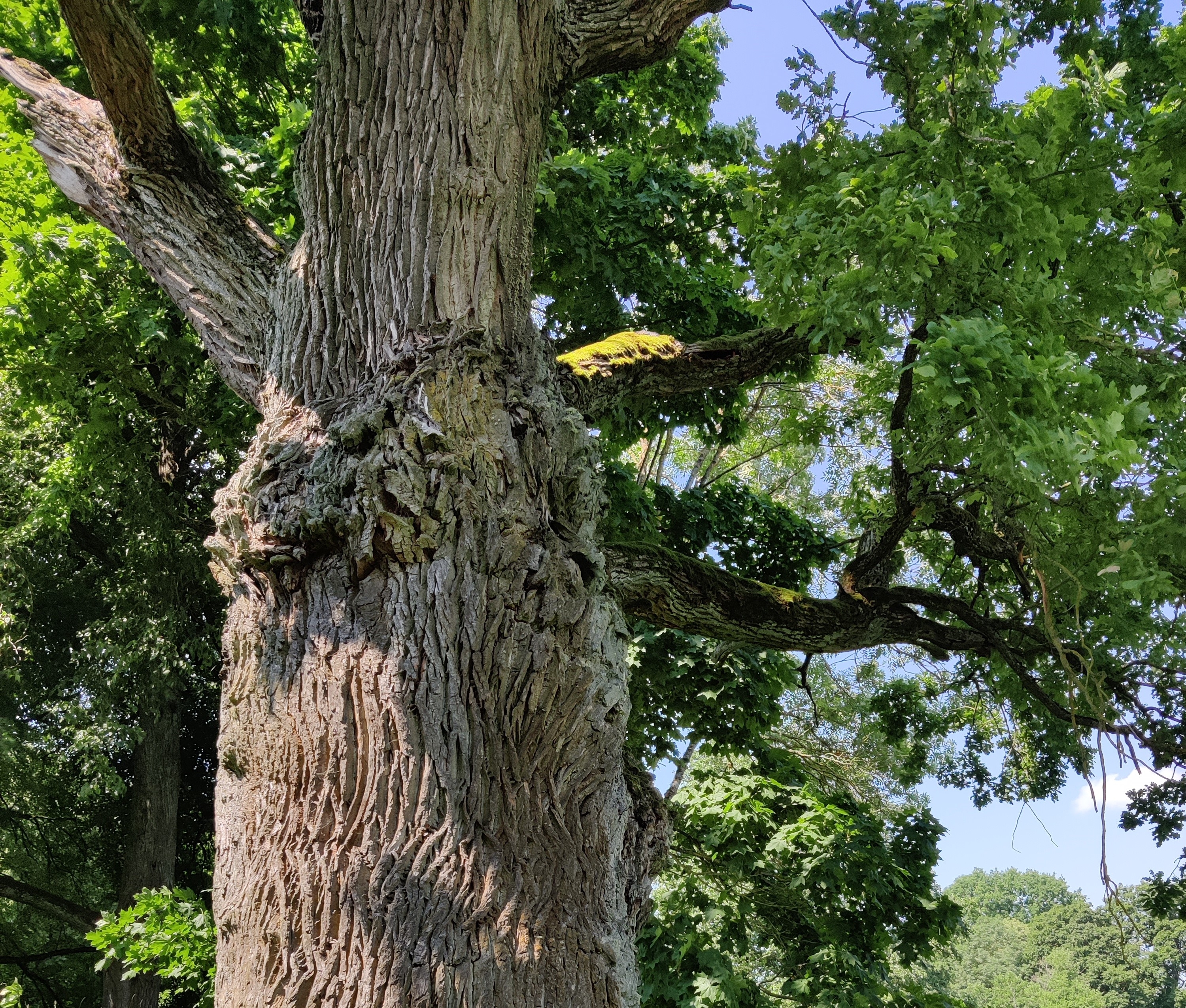 Pajiešmenių ąžuolas