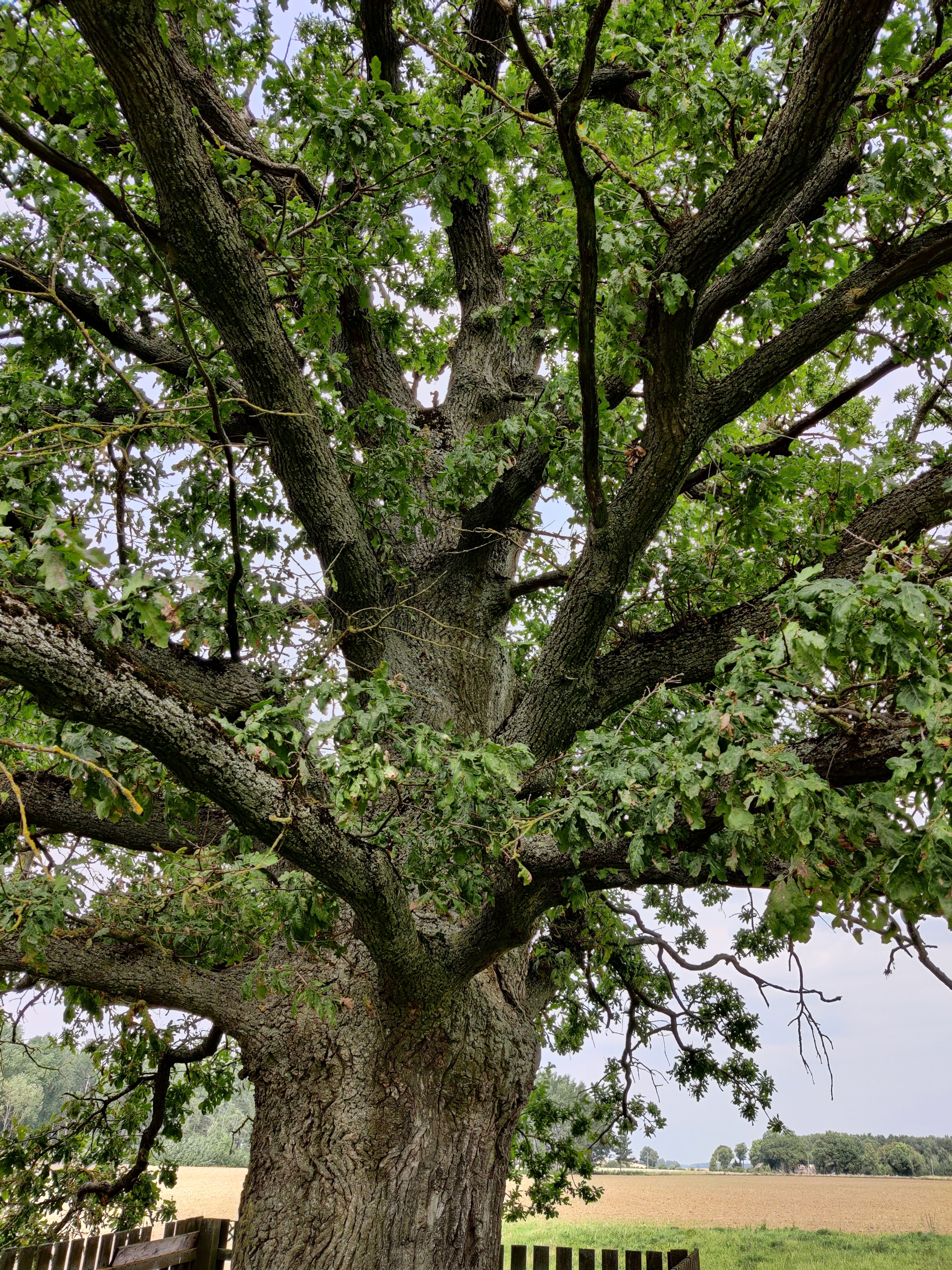 Brazdžionio ąžuolas