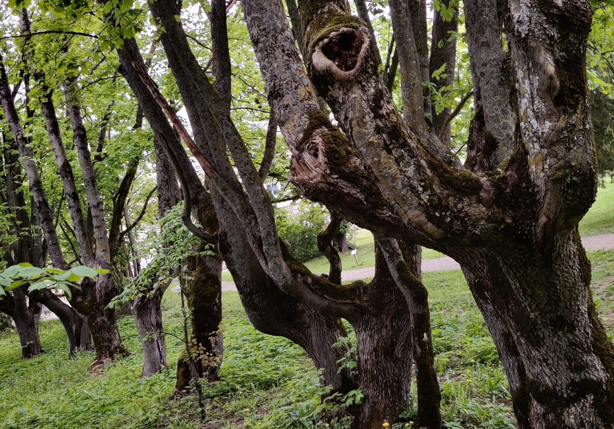 Joniškėlio parko medžiai