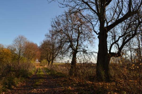 Raudonpamūšės parkas