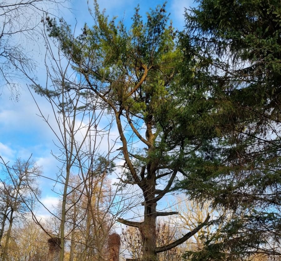 Baltpamūšio pušis