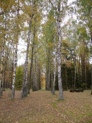 Beržų alėja parke