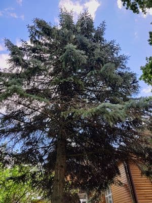 Eglė motinos Klaudijos atminimui