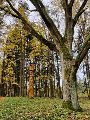 Laisvės ąžuolas parke