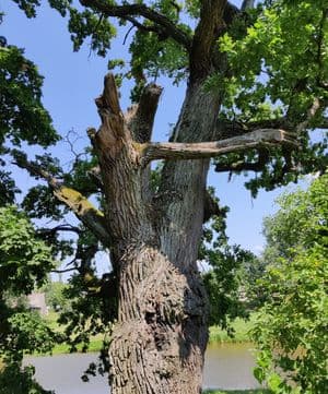 Pajiešmenių ąžuolas