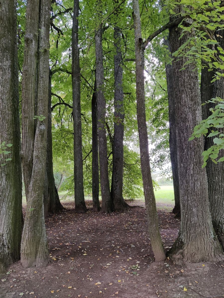 Senosios Žadeikių dvaro liepos. Nuotr. R. Grubinskienės