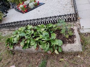 Manoma, kad čia palaidoti B. Krivickas ir M. Baliukevičius (Putiliškės)