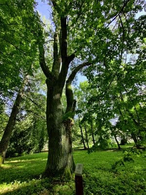 Joniškėlio parko ąžuolas
