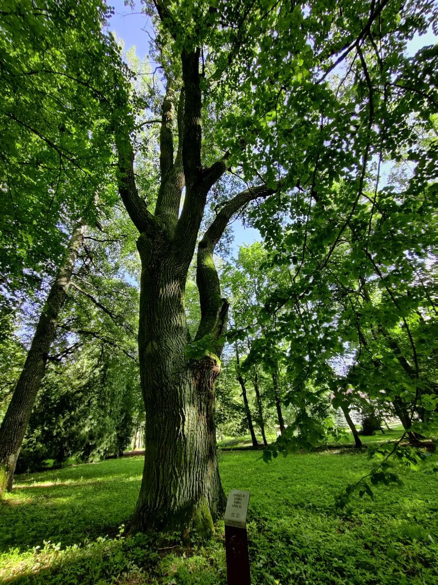 Joniškėlio parko ąžuolas