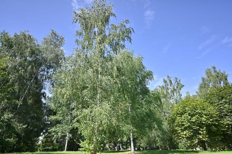 Antano Vienažindžio beržynėlis Krinčino parke. Nuotr. iš pasvalia.lt
