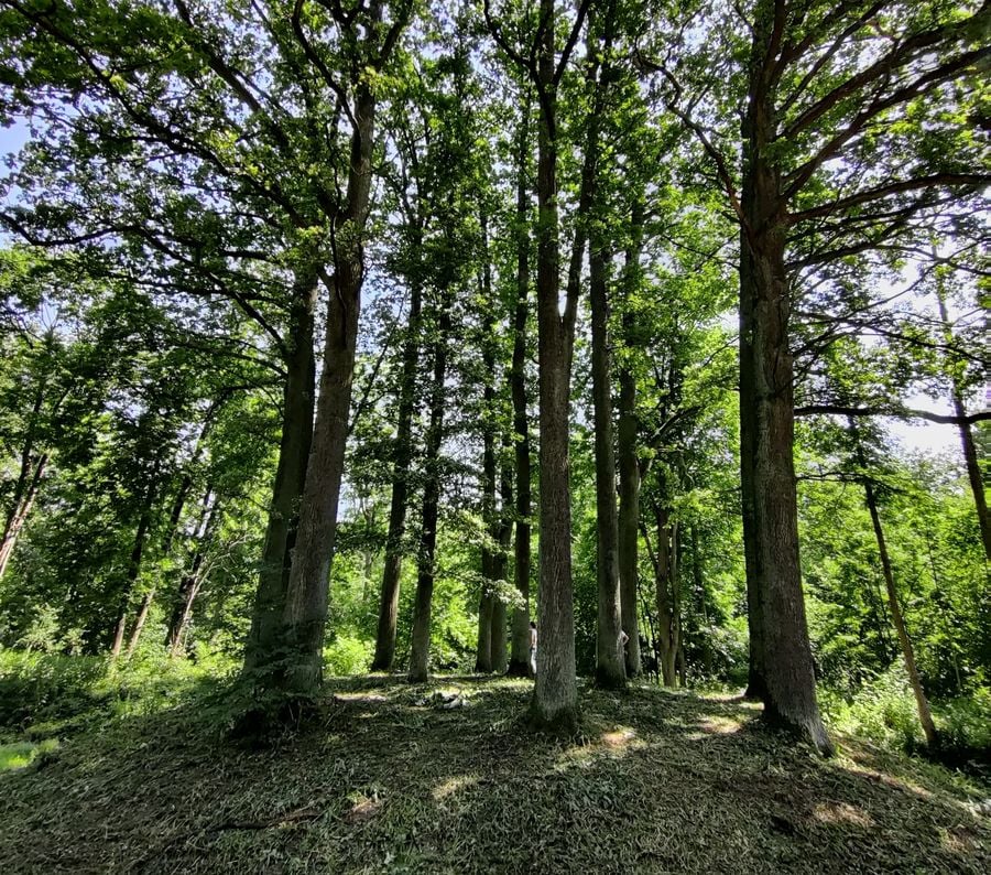Gulbinėnų parkas