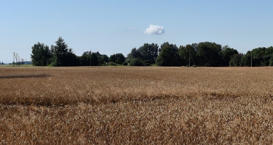 Javų laukas