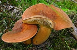 Piengrybis