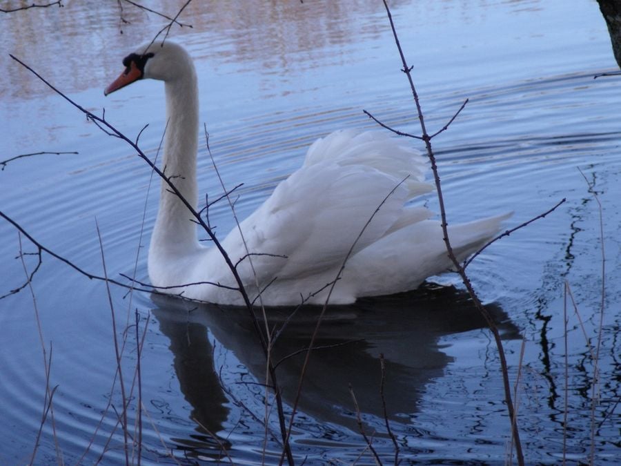 Gulbė