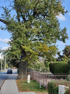 Pasvalio ąžuolas Nepriklausomybės g.