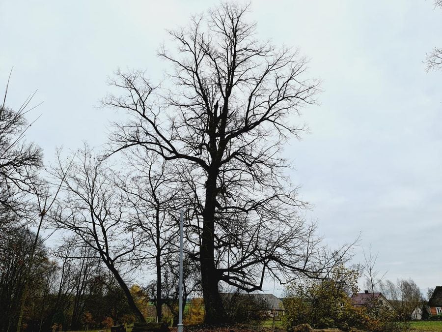 Saločių parkas