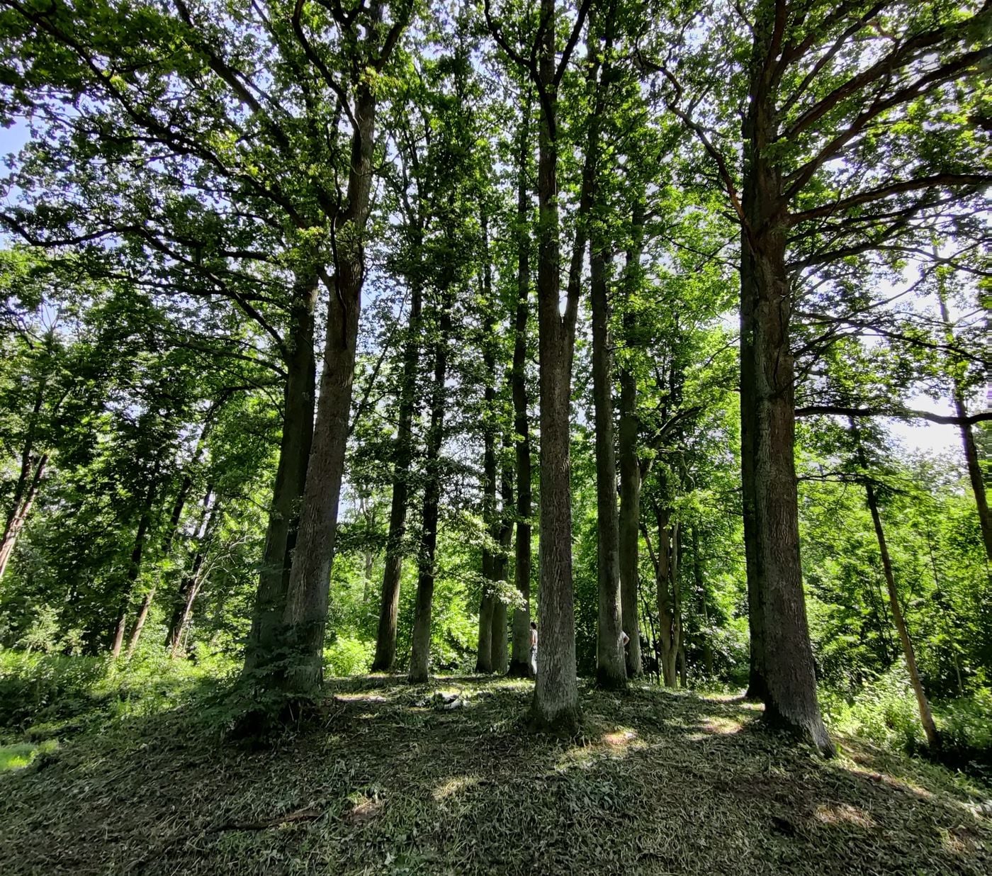 Gulbinėnų parkas