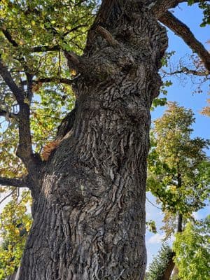 Pasvalio miesto ąžuolas
